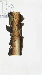 Attēlu rezultāti vaicājumam “Vuilleminia comedens”