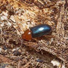 Attēlu rezultāti vaicājumam “Triplax aenea”