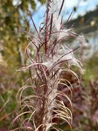 Attēlu rezultāti vaicājumam “Epilobium angustifolium bud”