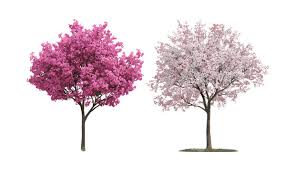 Attēlu rezultāti vaicājumam “Cercis siliquastrum”