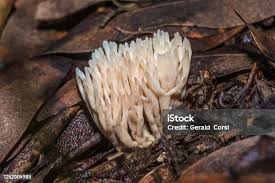 Attēlu rezultāti vaicājumam “Tremellodendropsis tuberosa”