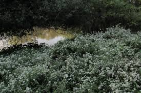 Attēlu rezultāti vaicājumam “Symphyotrichum x salignum leaf”