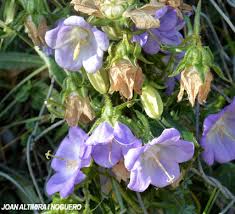 Image result for Campanula affinis
