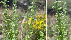 Image result for Chenopodium botrys