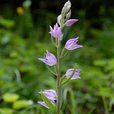 Attēlu rezultāti vaicājumam “Cephalanthera rubra bud”