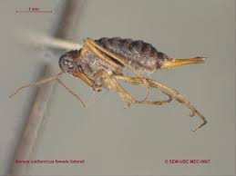 Attēlu rezultāti vaicājumam “Boreus”