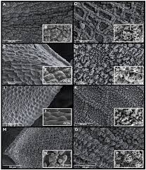 Attēlu rezultāti vaicājumam “Tortula subulata”