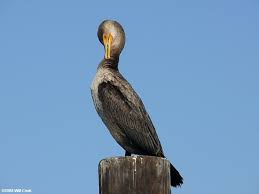 Image result for Phalacrocorax auritus