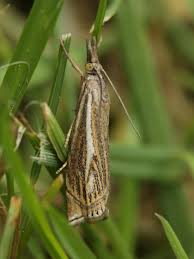 Attēlu rezultāti vaicājumam “Crambus hamella”