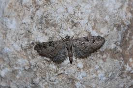 Attēlu rezultāti vaicājumam “Eupithecia pusillata”