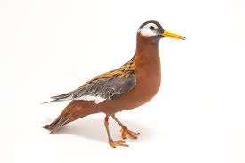 Attēlu rezultāti vaicājumam “Phalaropus fulicarius”