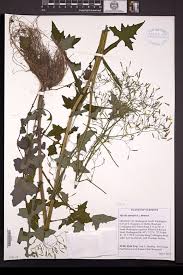 Attēlu rezultāti vaicājumam “Mycelis muralis”