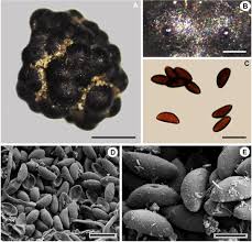 Attēlu rezultāti vaicājumam “Hypoxylon vogesiacum”