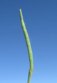 Attēlu rezultāti vaicājumam “Brassica napus fruit”