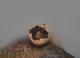 Attēlu rezultāti vaicājumam “Diderma subviridifuscum spores”