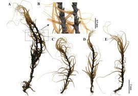 Attēlu rezultāti vaicājumam “Dicranales”
