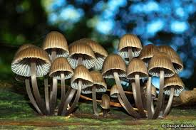 Attēlu rezultāti vaicājumam “Mycena stipata”