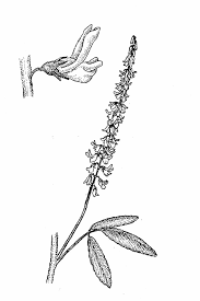 Attēlu rezultāti vaicājumam “Melilotus albus flower”