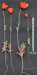 Attēlu rezultāti vaicājumam “Papaver argemone bud”