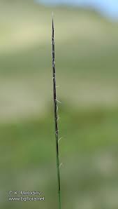 Attēlu rezultāti vaicājumam “Nardus stricta”