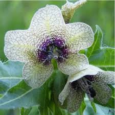 Image result for bilsenkraut