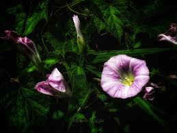 Attēlu rezultāti vaicājumam “Calystegia sepium flower”