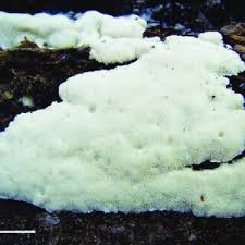 Attēlu rezultāti vaicājumam “Antrodia gossypium”