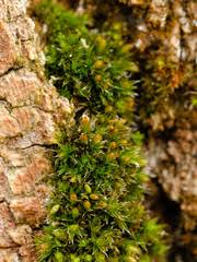 Attēlu rezultāti vaicājumam “Orthotrichum diaphanum sporophyte”