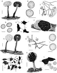 Attēlu rezultāti vaicājumam “Physarum murinum stalked”