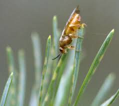 Attēlu rezultāti vaicājumam “Neodiprion sertifer”