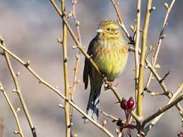 Image result for Emberiza cirlus