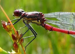 Attēlu rezultāti vaicājumam “Pyrrhosoma nymphula”