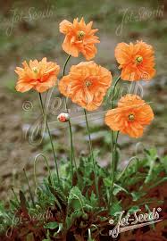 Attēlu rezultāti vaicājumam “Papaver”