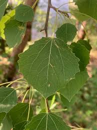 Attēlu rezultāti vaicājumam “Populus tremula”