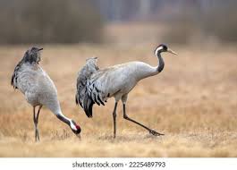 Attēlu rezultāti vaicājumam “Grus grus”