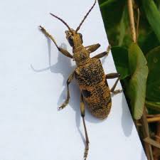 Attēlu rezultāti vaicājumam “Rhagium mordax”