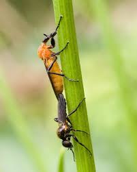 Attēlu rezultāti vaicājumam “Bibionidae female”