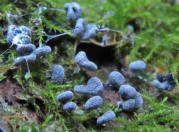 Attēlu rezultāti vaicājumam “Lycogala sphaeroconicum sessile”