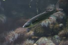 Image result for Salmo dentex