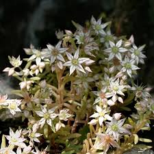 Attēlu rezultāti vaicājumam “Sedum hispanicum flower”