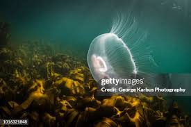 Attēlu rezultāti vaicājumam “Aurelia aurita”