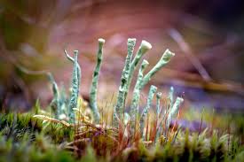 Attēlu rezultāti vaicājumam “Cladonia deformis”