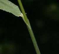 Attēlu rezultāti vaicājumam “Bromopsis inermis leaf”