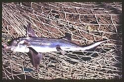 Image result for Callorhinchus capensis