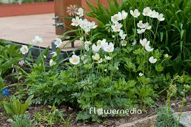 Attēlu rezultāti vaicājumam “Anemone sylvestris fruit”