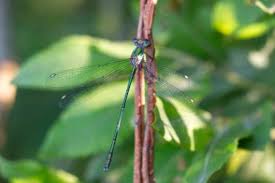 Attēlu rezultāti vaicājumam “Chalcolestes viridis”