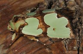 Attēlu rezultāti vaicājumam “Staurophora celsia”