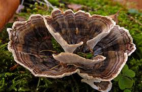 Attēlu rezultāti vaicājumam “Phellodon tomentosus”