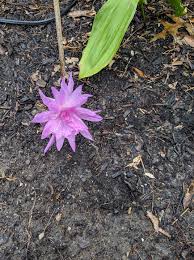 Attēlu rezultāti vaicājumam “Colchicum szovitsii subsp. szovitsii flower”