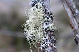 Attēlu rezultāti vaicājumam “Sclerophora coniophaea”